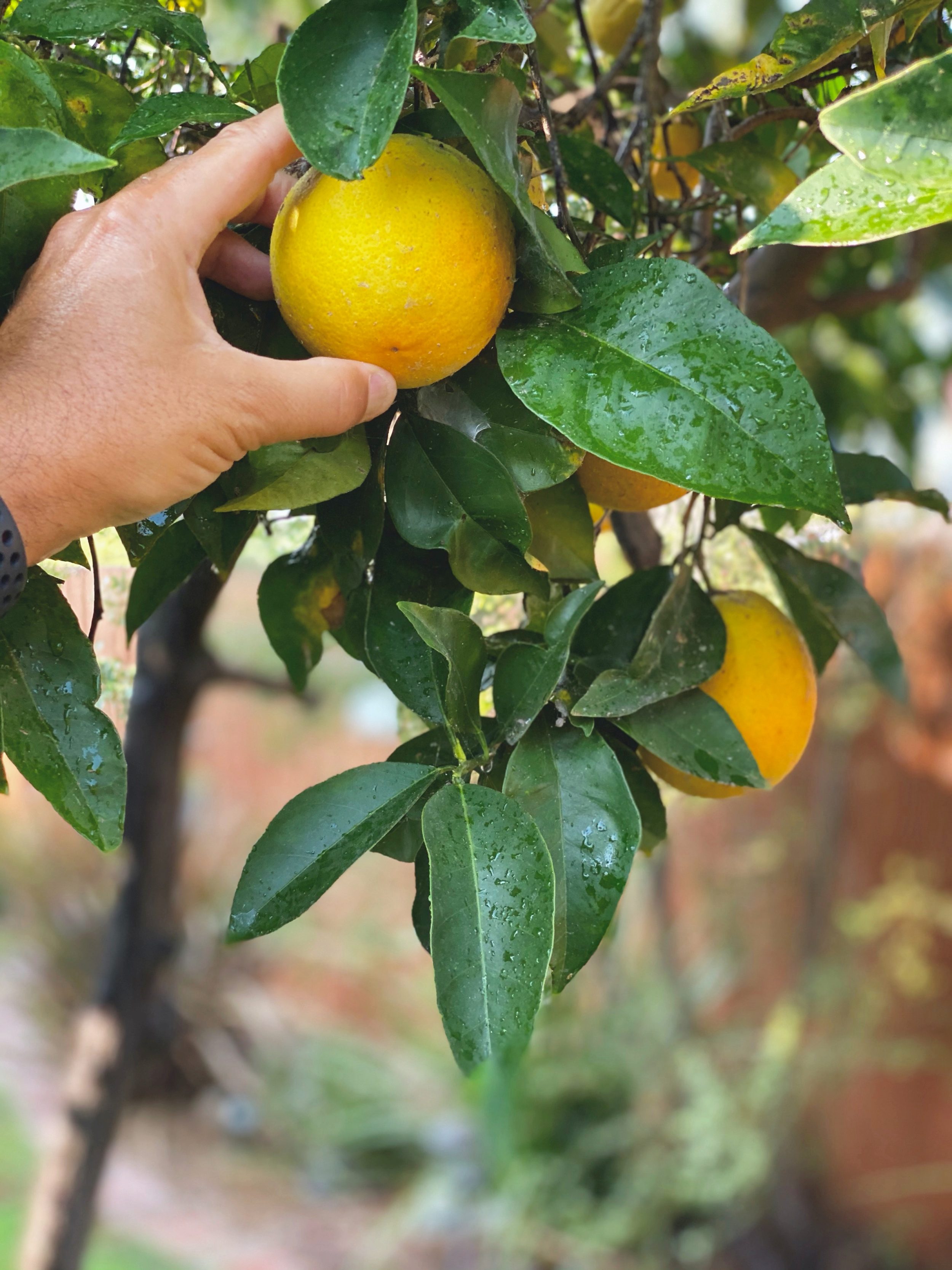 Webinaire-production agro alimentaire